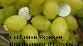 Виноград Вишневецкого Н.П. г.ф. Слава Украине 2017 р.