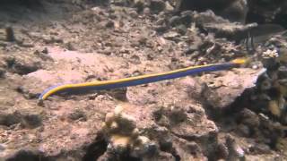 The Sea's Strangest Creatures!!!