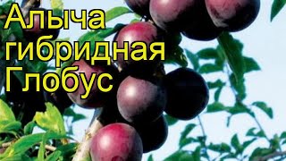 Алыча гибридная Глобус. Краткий обзор, описание характеристик рrunus rossca Globus