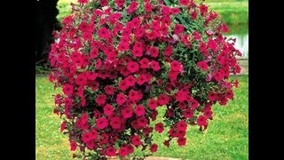 Donica z wiadra Pot from the bucket