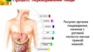 Пищеварение.Как и Сколько Длится Процесс Пищеварения.#пищеварение.