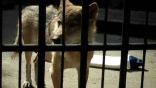 Московский Зоопарк / Moscow Zoo