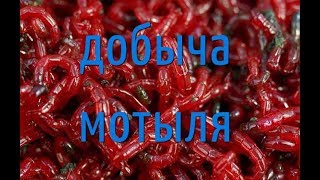 Добыча мотыля дедовским способом.