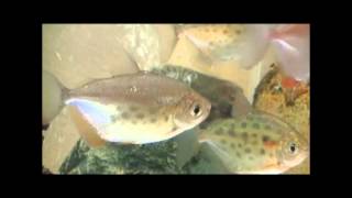 熱帯魚図鑑19　メチニス（Metynnis,Metynnis fasciatus,Metynnis maculatus）　ピラニアにそっくり！ 花園教会水族館編