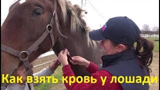 Как взять кровь у лошади и сделать прививку.