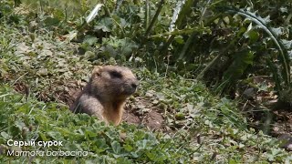 Животные Средней Азии / Animals of Central Asia