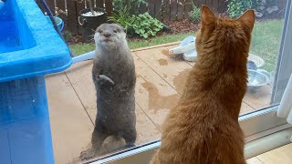 猫に自分を見てもらいたいカワウソが新技を使い始めた 笑 An otter who wants a cat to look at herself.
