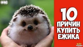 10 причин завести Ёжика - Интересные факты!