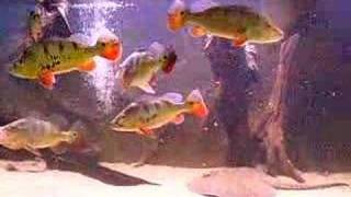 cichla