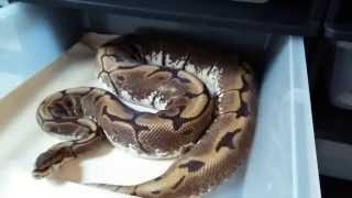 How to breed ball pythons and follicular development.
