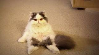 Kitty Mochi Loves to Sit like a Human
