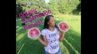 Harvesting My First Organic Watermelon