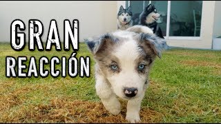 CACHORRO reacciona a 2 perros ADIESTRADOS - IMPRESIONANTE