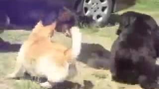 Собаки разняли драку котов