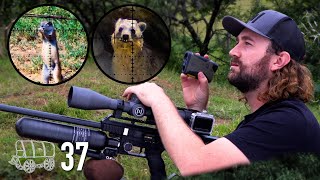 This Airgun Packs a Punch Oxwagon Diaries, pt.37: “More than Just the Hunt”