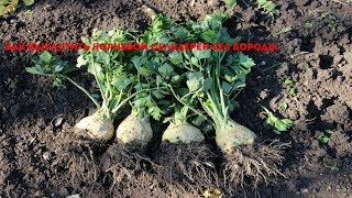 Как вырастить корневой сельдерей без бороды