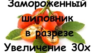 Замороженный шиповник | Под микроскопом | Увеличение 80х