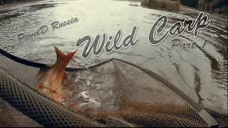 Другой карпфишинг "Охота на дикого карпа - 1"  Начало   (Carpfishing, Wild Carp)