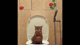 Масик писает (кот смывает за собой в унитазе) (cat uses toilet and flushing)