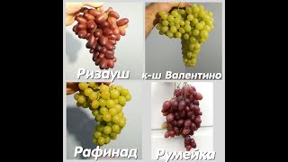 Постфактум 2019 Ризауш, к ш Валентино, Рафинад, Румейка