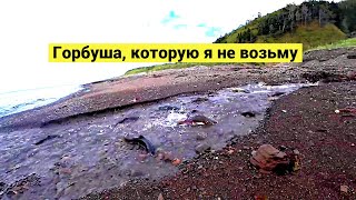 Горбуша идёт на смерть