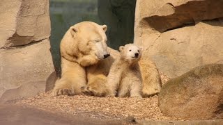Eisbär Lili im Zoo am Meer Bremerhaven 09.04.2016