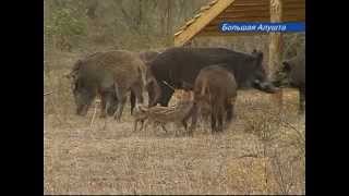 Вольер для разведения диких животных