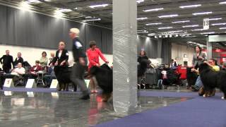 BOS male / Goteborg dogs show (2013 - 2 day)