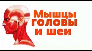 Видео-урок по анатомии . Мышцы шеи и головы / М'язи шиї і голови