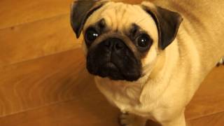 Peaceful pug