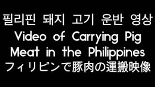 쇼킹 필리핀 돼지고기 운반 Shocking Philippine Pork Delivery Transport ヒィリピンで豚肉運送ビデオ