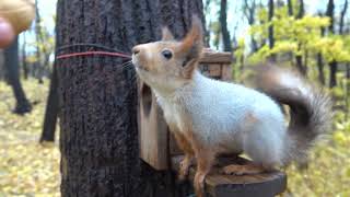 Белка чуть не упала / The squirrel almost fell