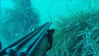 Week end di pesca in Liguria, tra Lampughe, Barche e Cefali...qualche padella sulle orate...