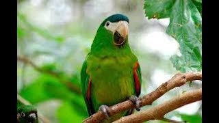 como saber o sexo do Papagaio nobre ararinha nobre (Diopsittaca nobilis)