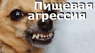 Пищевая агрессия Арчи / Archy's food agression