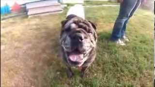 Lilly dog in slow motion