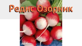 Редис обыкновенный Озорник (ozornik) ? редис Озорник обзор: как сажать семена редиса Озорник