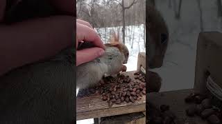 Толстая. Гладибельная белка / Tolstaya. A squirrel that lets itself be petted