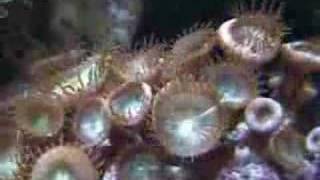 Marine Aquarium Button Polyps - Time Lapse