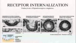BIO5453_Chapter_10_Receptors-peptide-hormones-neuropeptides-neurotransmitters