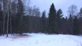 Охота на кабана с вышки. Прогулки по лесу.