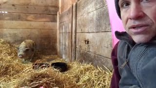 Scared pig encounters human love after 10 years in dark stall