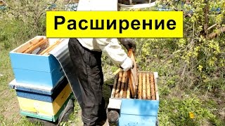 Расширение гнезда перед делением семей,  Состояние карники