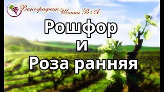Рошфор и Роза ранняя