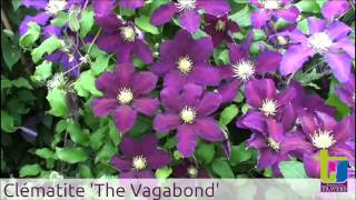 clématite 'The Vagabond' - Pépinières TRAVERS - Spécialiste des plantes grimpantes
