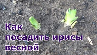 Как посадить ирисы весной