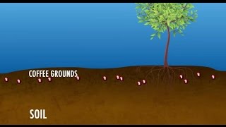 Coffee Grounds for Greener Gardens