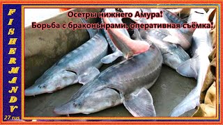 Осетры нижнего Амура, Борьба с браконьерами на Амуре. 1 часть.
