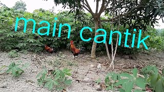 Tengker pikat ayam hutan... Rayuan menggoda????