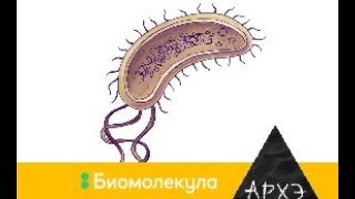 Мария Летарова: "Волшебная палочка молбиолога"